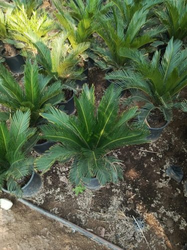 WhatsApp Image 2025-05-15 at 16.58.37_632682fa