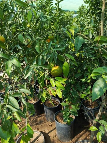 WhatsApp Image 2025-05-15 at 16.58.38_baec157d