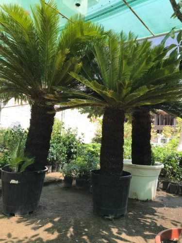 WhatsApp Image 2025-05-15 at 16.58.43_3756fe3e