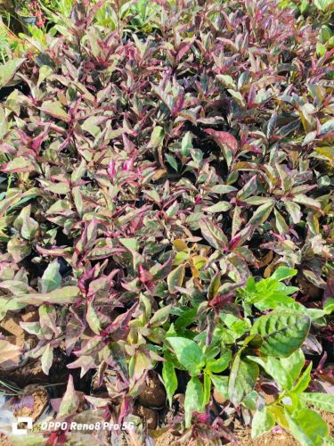 WhatsApp Image 2025-05-15 at 16.58.48_b15daed1